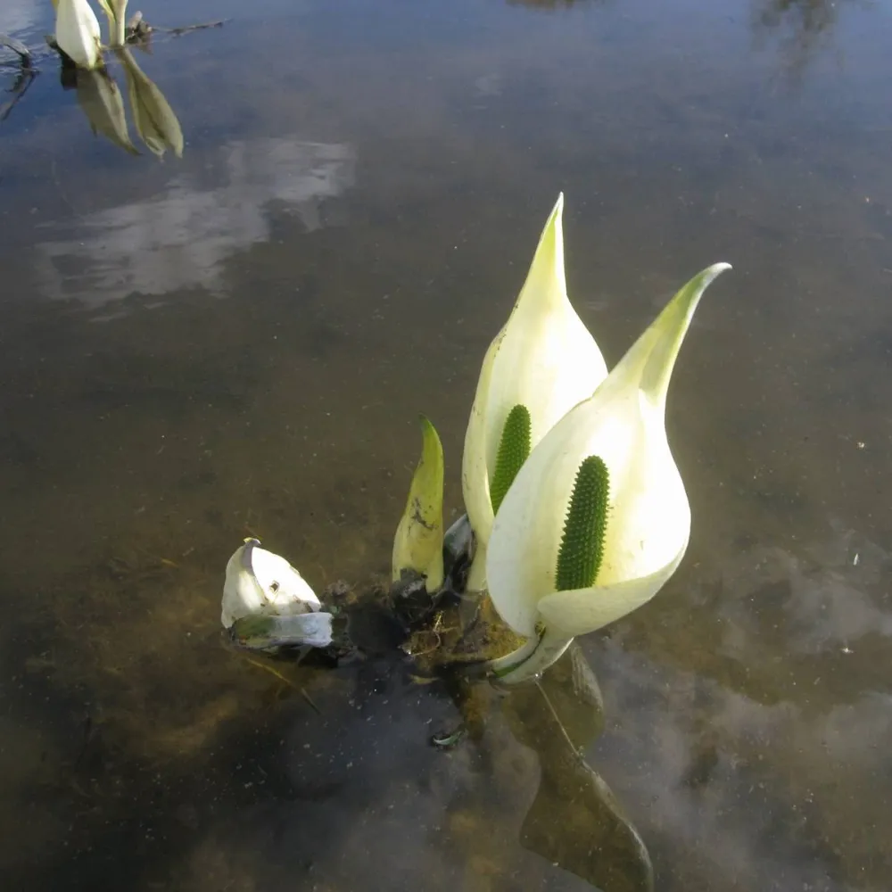 Lysichiton?camtschatcensis | Asian (white) skunk cabbage | Marginal Plant - Image 3