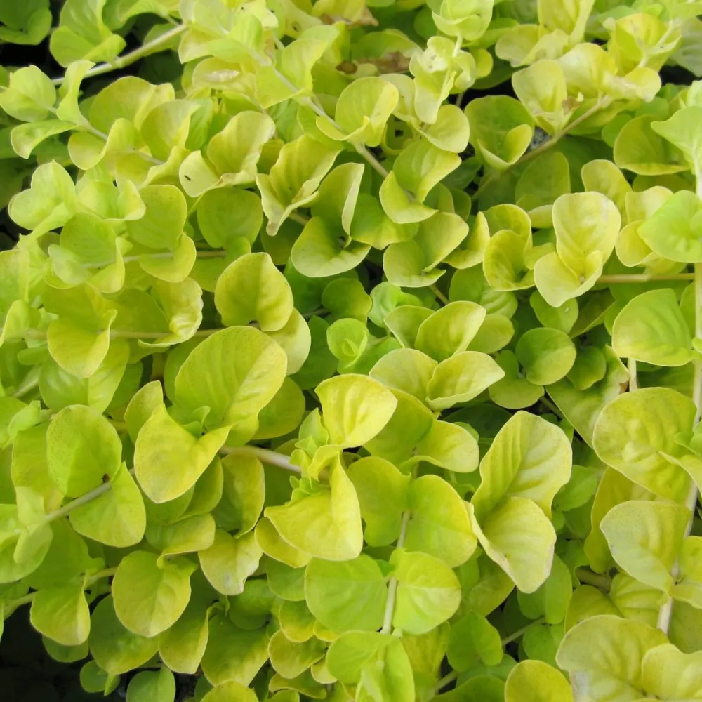 Lysimachia?nummularia?Aurea | Golden creeping Jenny | Marginal Plant