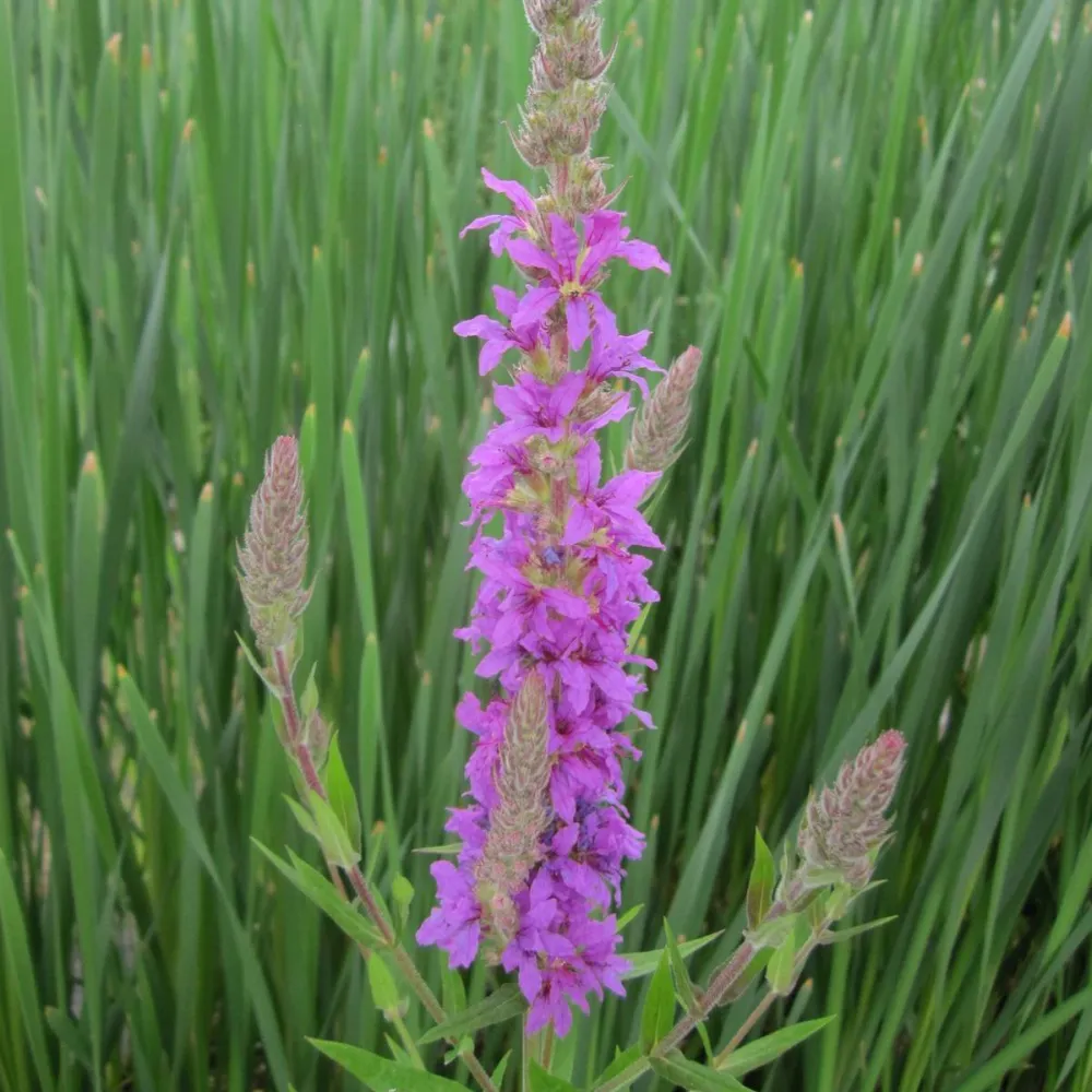 Lythrum?salicaria | Purple loosestrife | Marginal Plant - Image 6