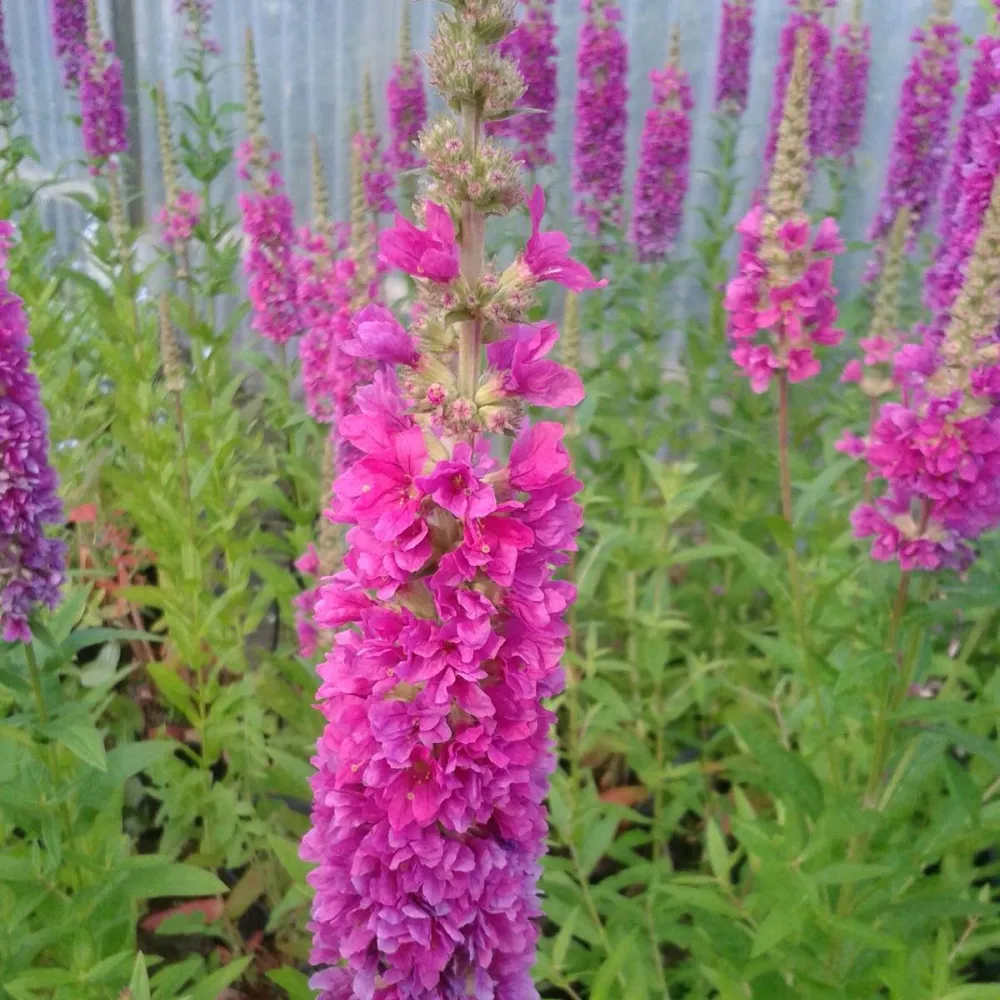 Lythrum?salicaria?Robert | Purple loosestrife Robert | Marginal Plant - Image 3