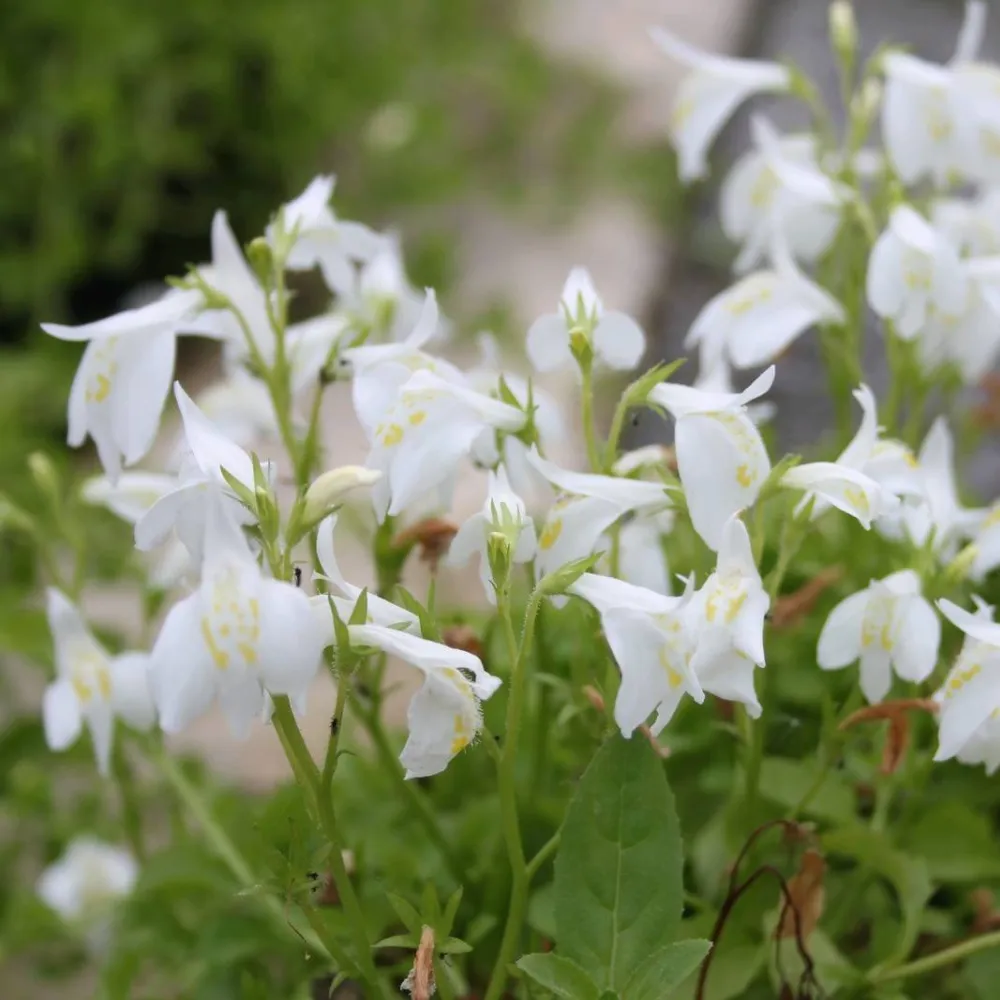 Mazus?reptans?Alba | White mazus | Marginal Plant - Image 4