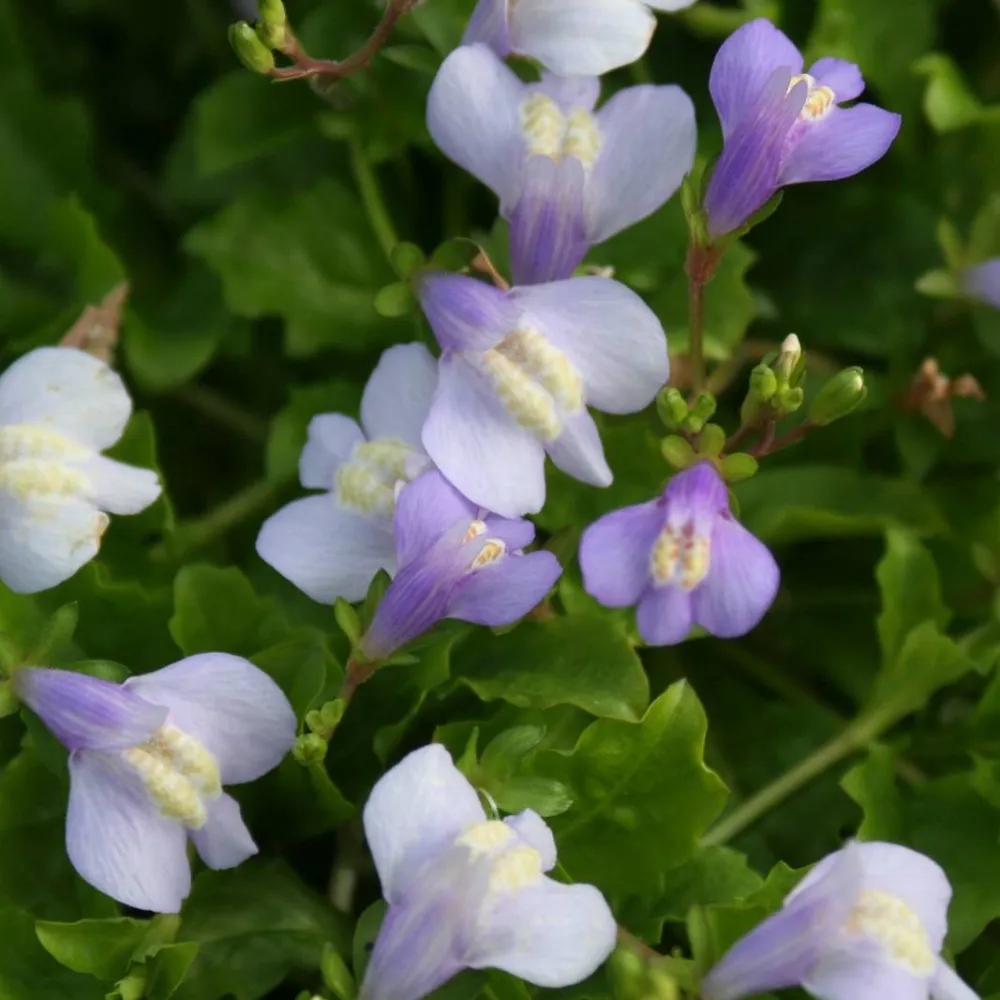 Mazus?reptans | Creeping mazus | Marginal Plant