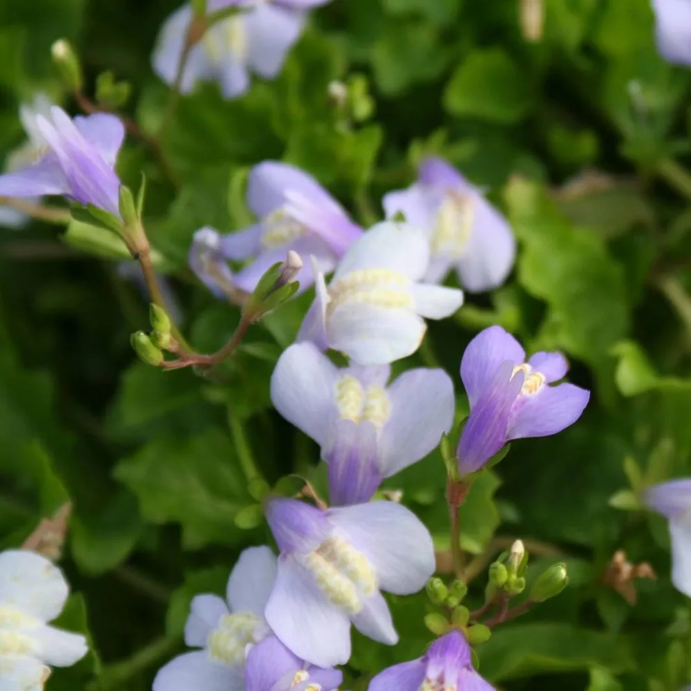Mazus?reptans | Creeping mazus | Marginal Plant - Image 2