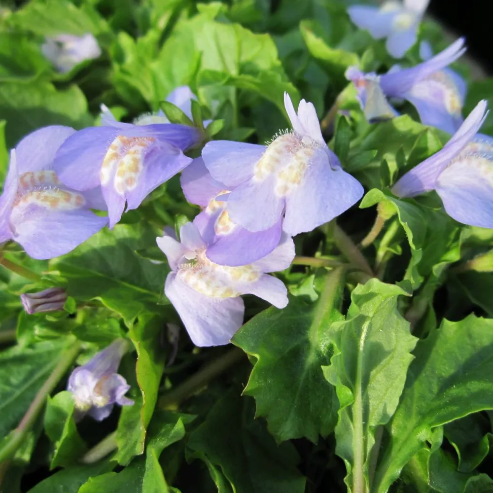 Mazus?reptans | Creeping mazus | Marginal Plant - Image 3