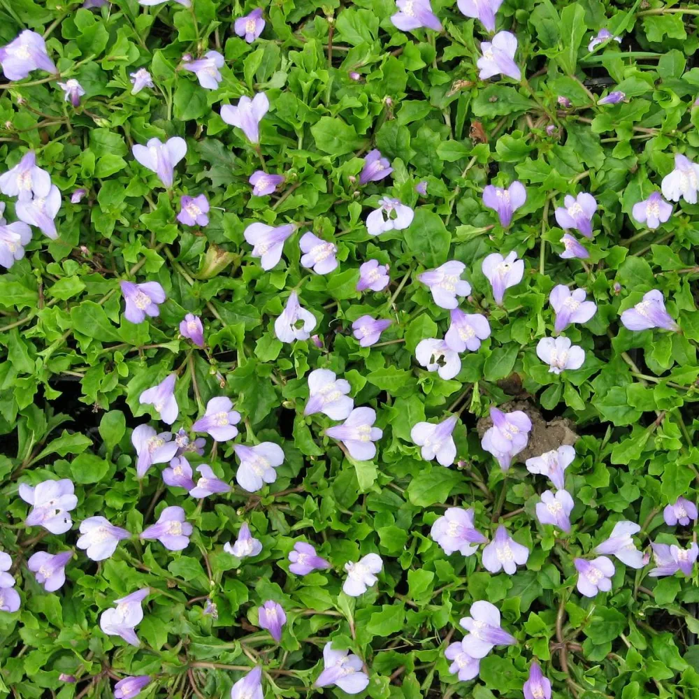 Mazus?reptans | Creeping mazus | Marginal Plant - Image 4