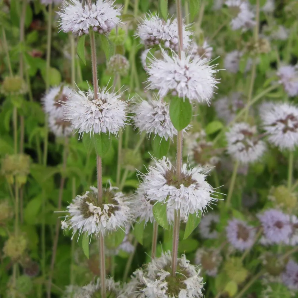 Mentha?pulegium | Pennyroyal | Marginal Plant