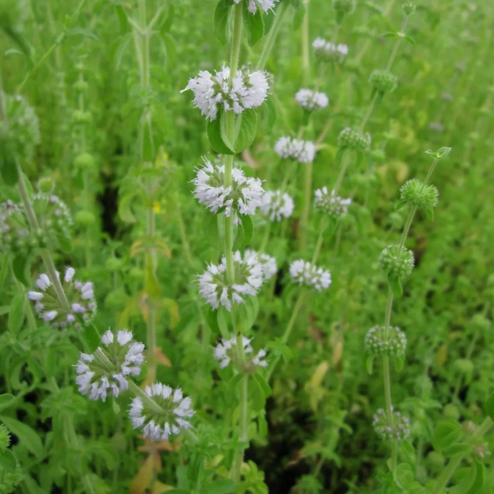 Mentha?pulegium | Pennyroyal | Marginal Plant - Image 2