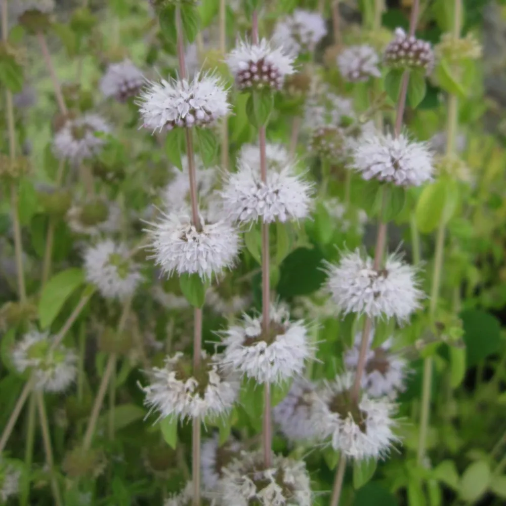 Mentha?pulegium | Pennyroyal | Marginal Plant - Image 3