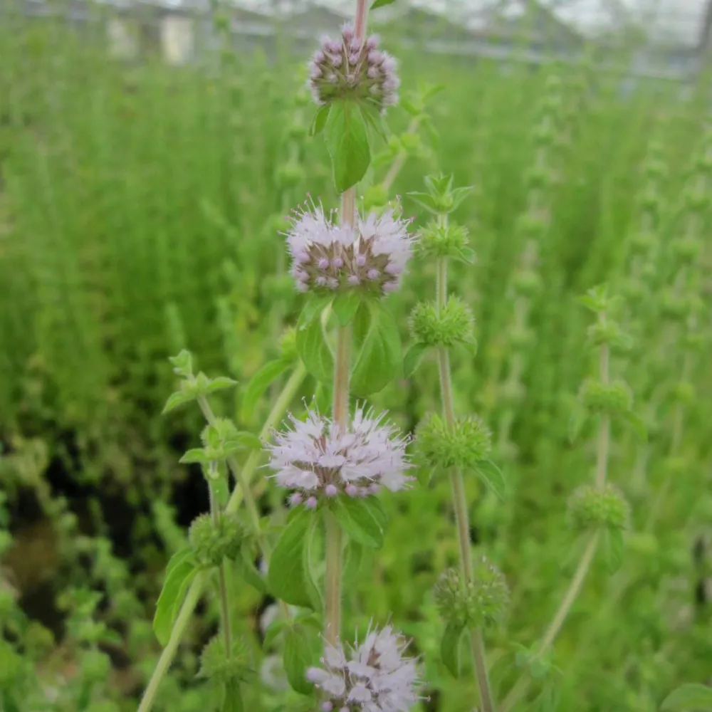 Mentha?pulegium | Pennyroyal | Marginal Plant - Image 4