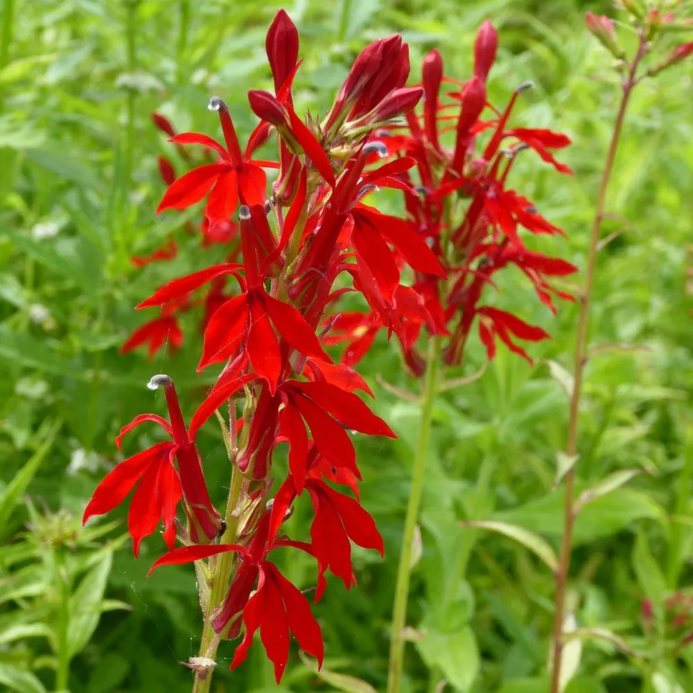 Mimulus?cardinalis | Scarlet monkey-flower | Marginal Plant