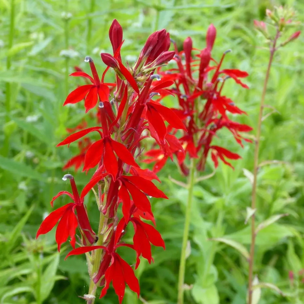 Mimulus?cardinalis | Scarlet monkey-flower | Marginal Plant - Image 2