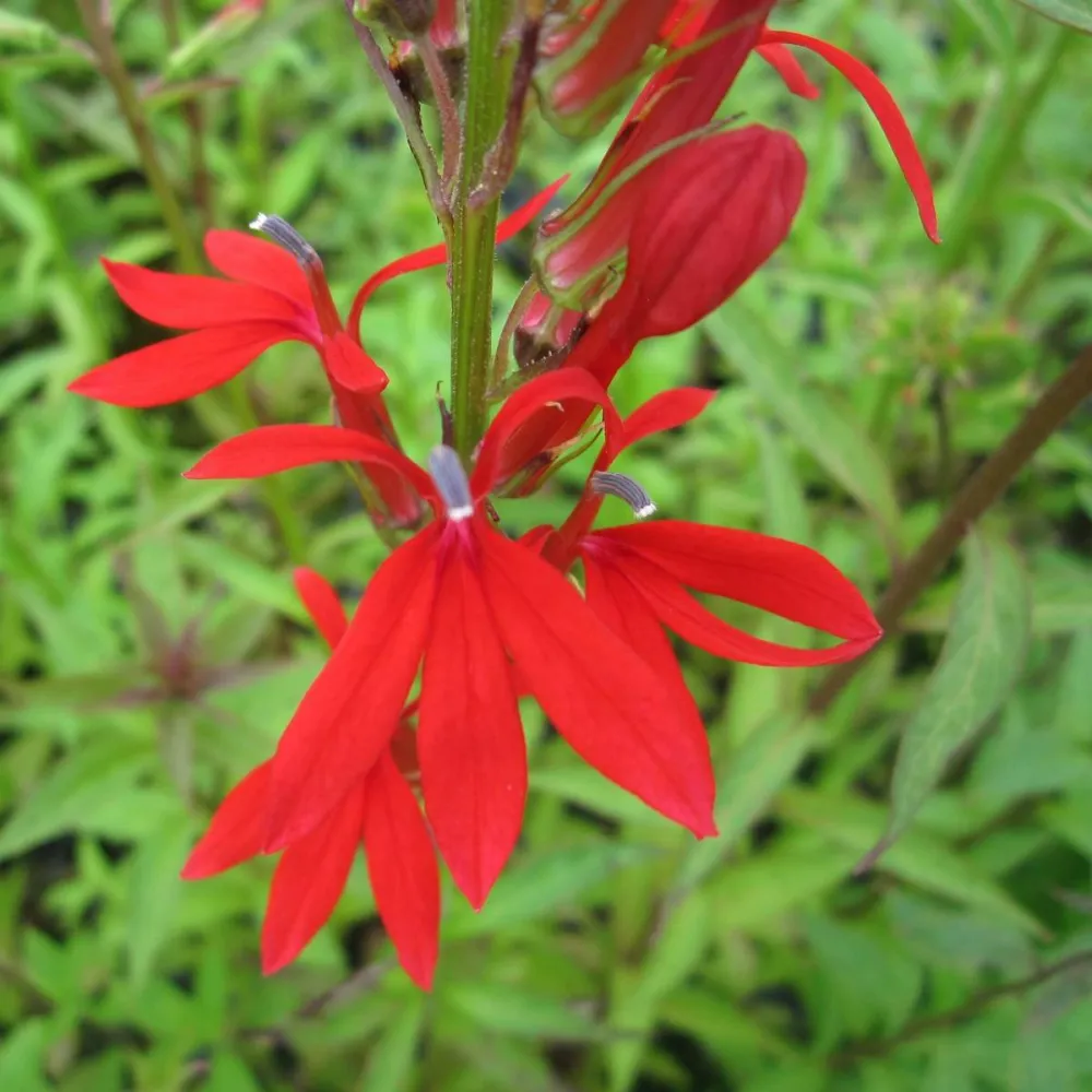 Mimulus?cardinalis | Scarlet monkey-flower | Marginal Plant - Image 3