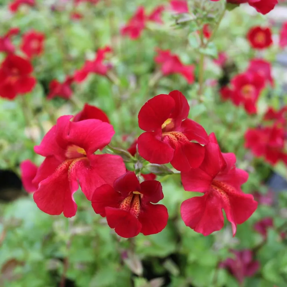 Mimulus?cupreus?Red Emperor | Red Emperor monkey-flower | Marginal Plant - Image 2