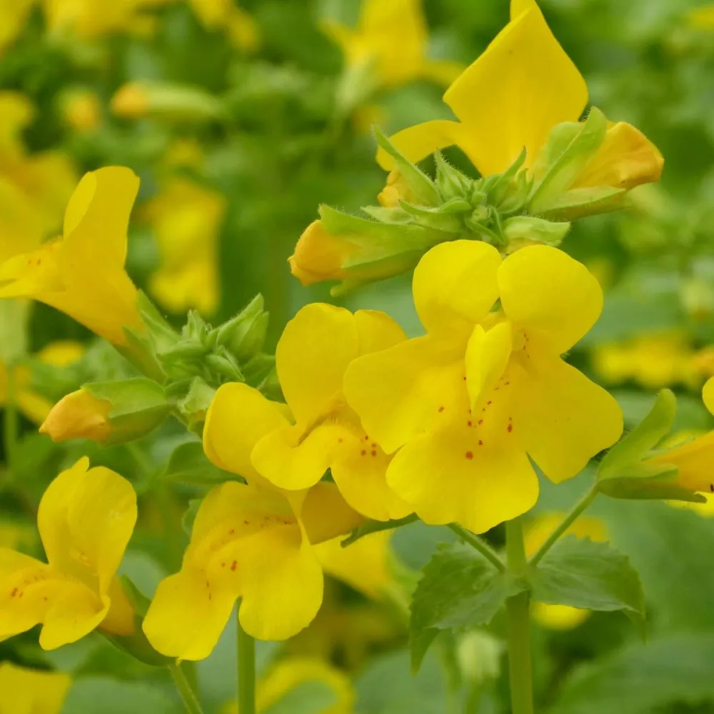 Mimulus?guttatus | Seep (common) monkey-flower | Marginal Plant - Image 6