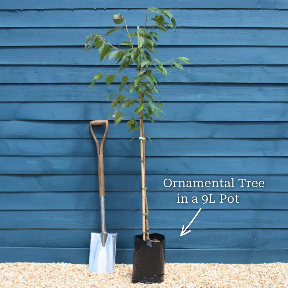 Multi-Stem Himalayan Birch Tree | Betula Utilis Jacquemontii | 3L Pot | 2 Years Old - Image 15