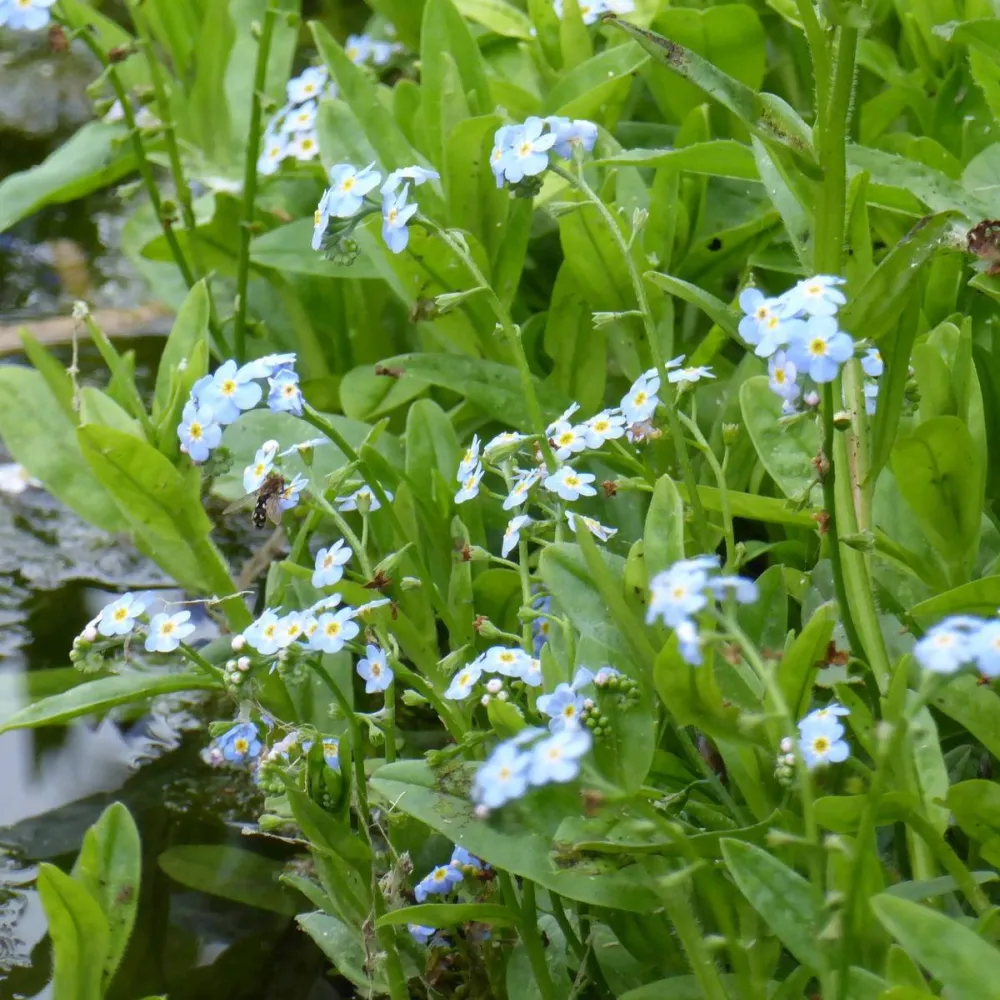 Myosotis?scorpioides | Water forget-me-not | Marginal Plant - Image 11
