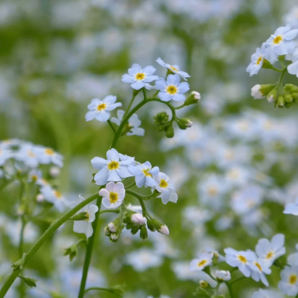 Myosotis?scorpioides | Water forget-me-not | Marginal Plant - Image 14