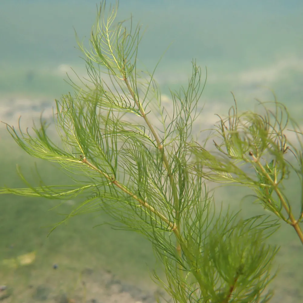 Myriophyllum?verticillatum | Whorled water-milfoil | Oxygenating Plant - Image 4