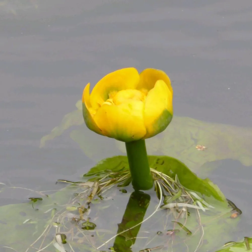 Nuphar?lutea | Spatterdock (yellow water lily) - Image 2