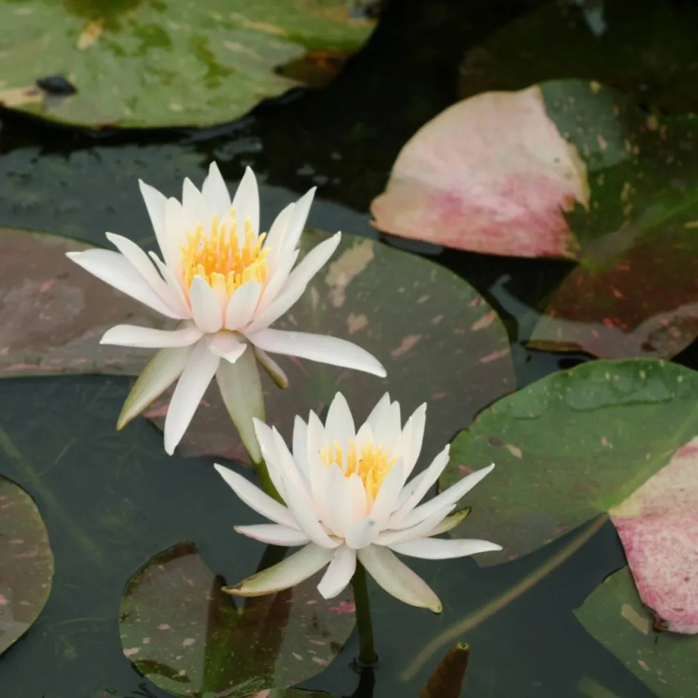 Nymphaea?Arc-en-Ciel | Arc-en-Ciel water lily