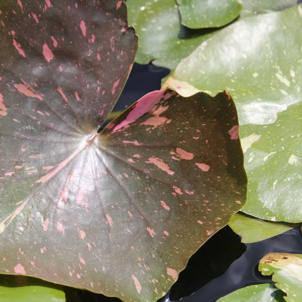 Nymphaea?Arc-en-Ciel | Arc-en-Ciel water lily - Image 2