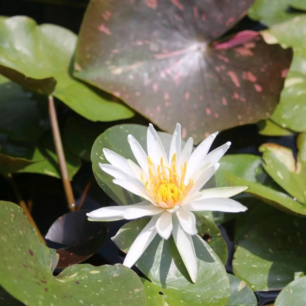 Nymphaea?Arc-en-Ciel | Arc-en-Ciel water lily - Image 3