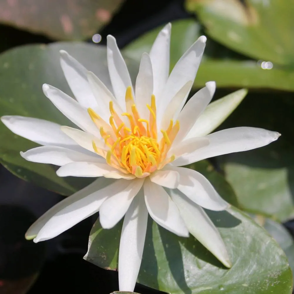 Nymphaea?Arc-en-Ciel | Arc-en-Ciel water lily - Image 4