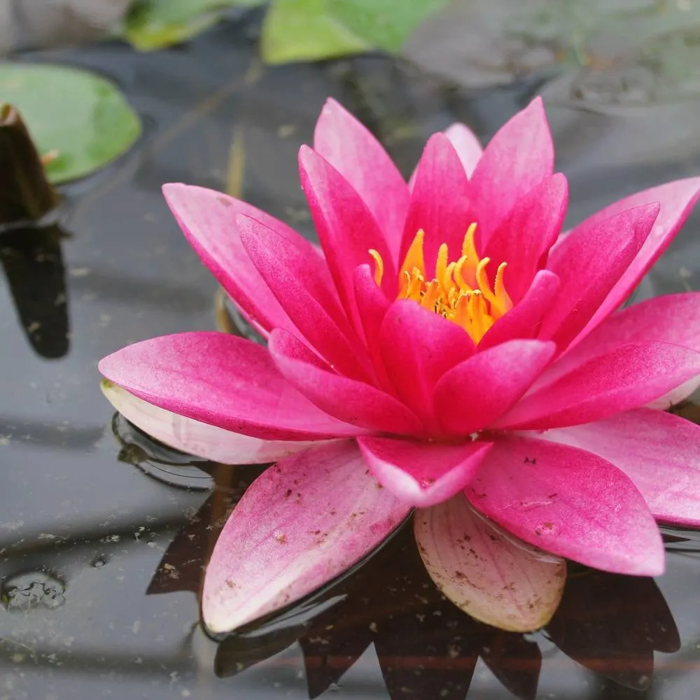Nymphaea?Attraction | Attraction water lily