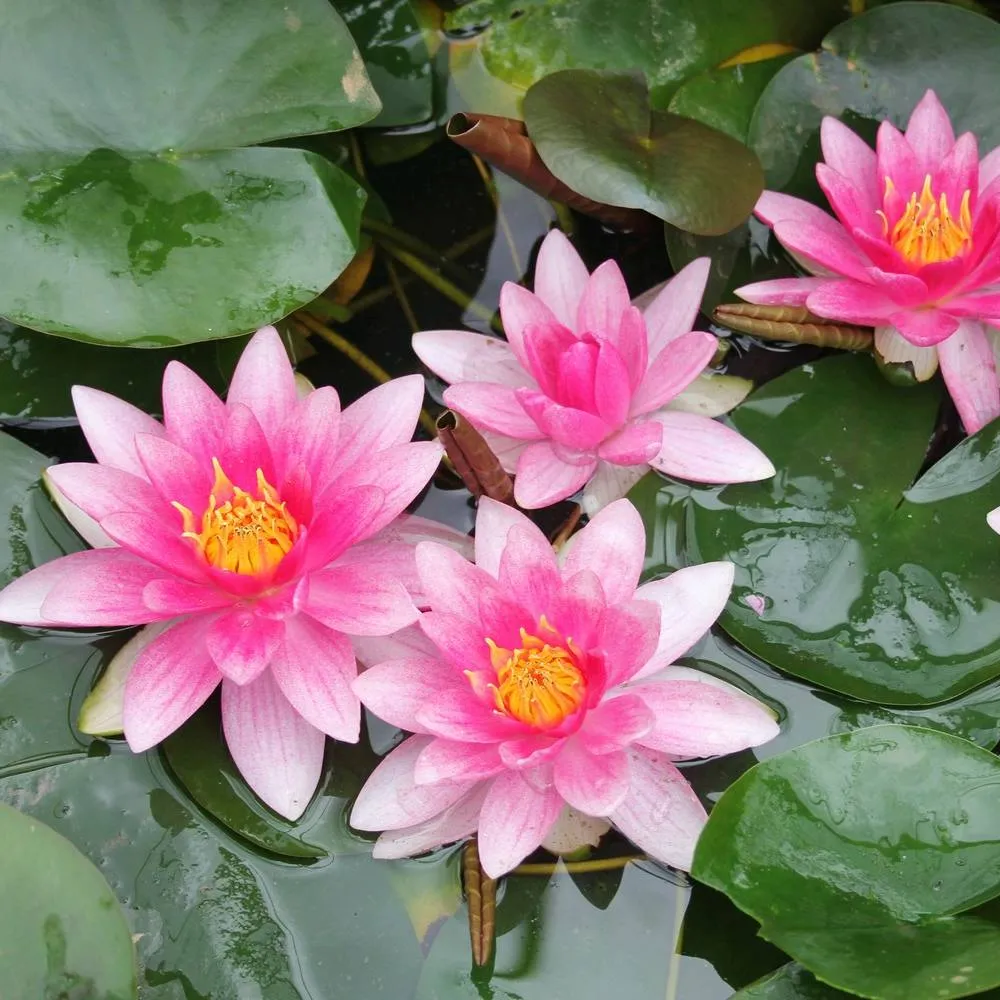 Nymphaea?Attraction | Attraction water lily - Image 2