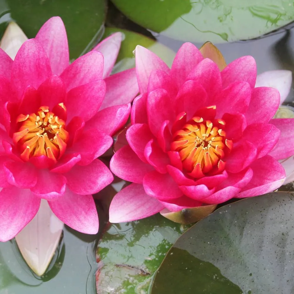Nymphaea?Attraction | Attraction water lily - Image 3