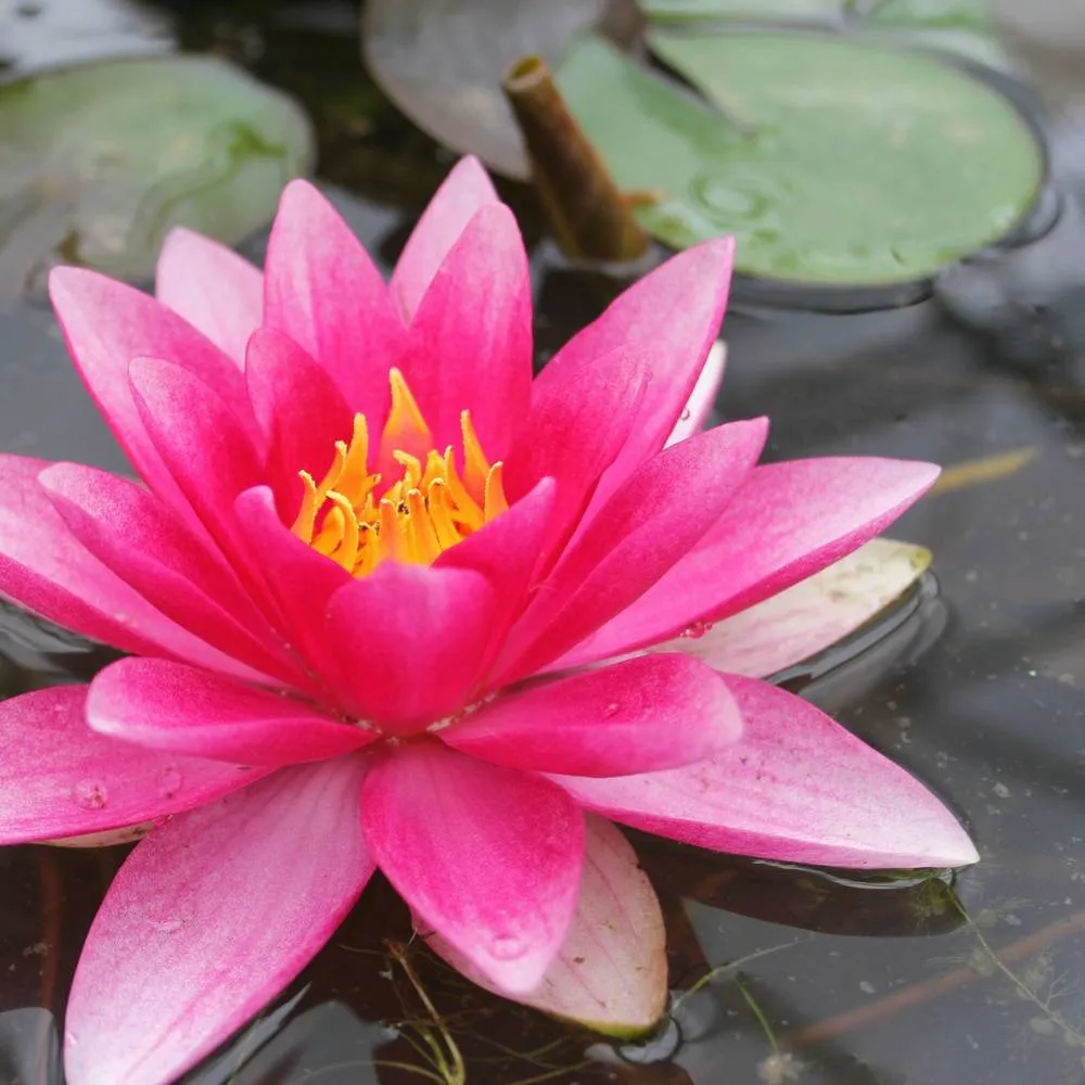 Nymphaea?Attraction | Attraction water lily - Image 4