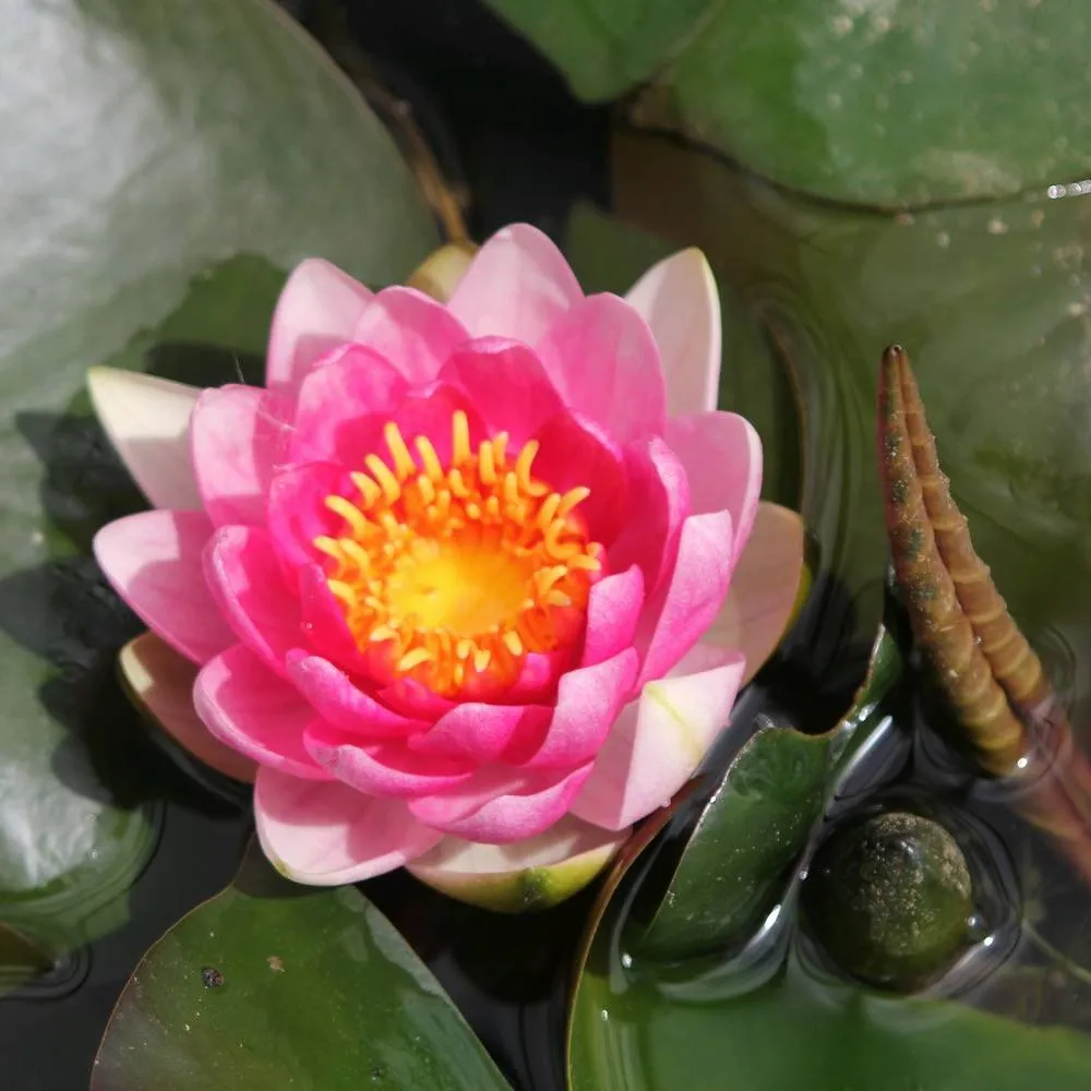 Nymphaea?Attraction | Attraction water lily - Image 6