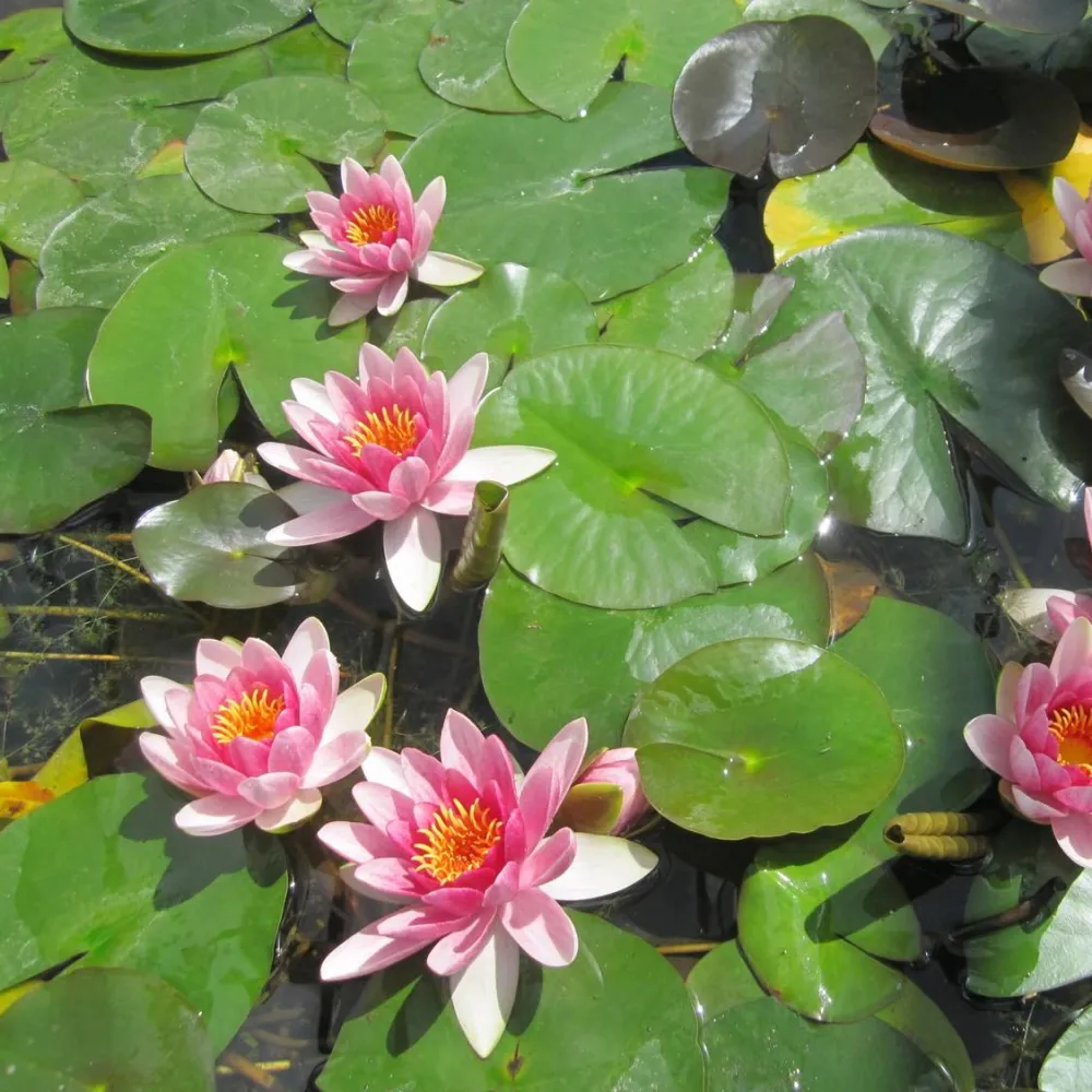 Nymphaea?Attraction | Attraction water lily - Image 7