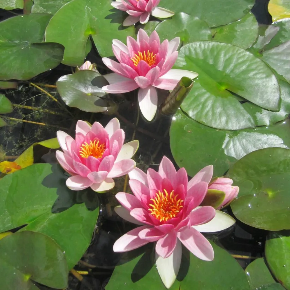 Nymphaea?Attraction | Attraction water lily - Image 8