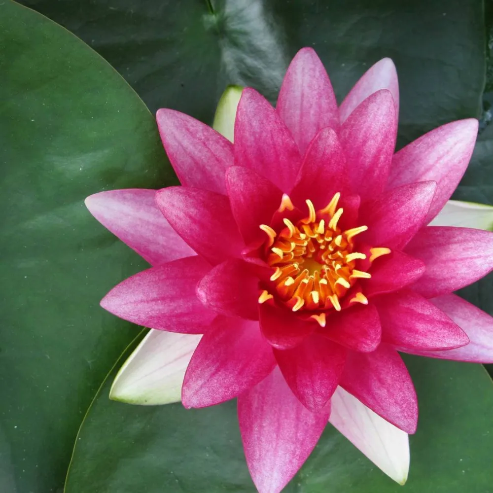 Nymphaea?Attraction | Attraction water lily - Image 9