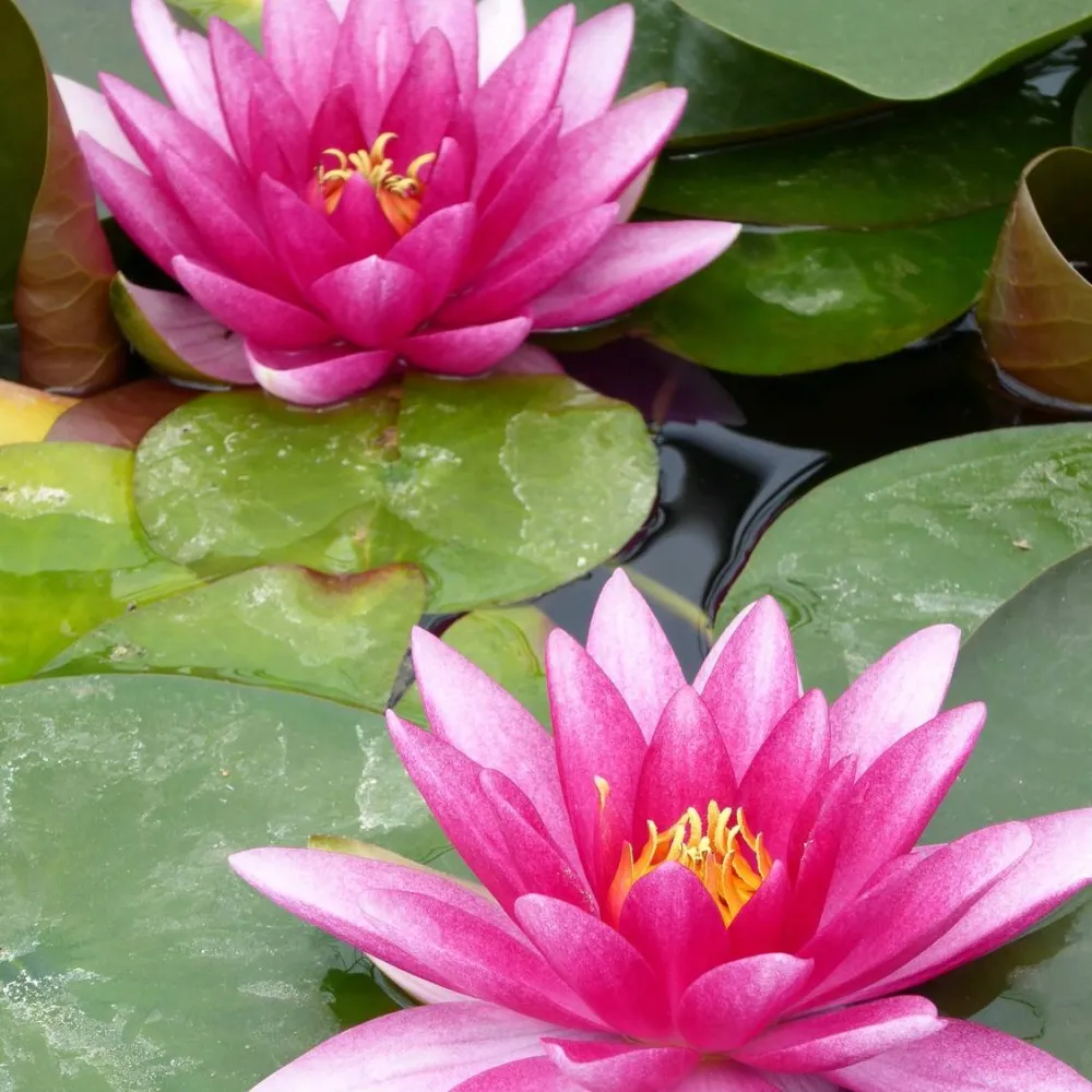Nymphaea?Charles de Meurville | Charles de Meurville water lily
