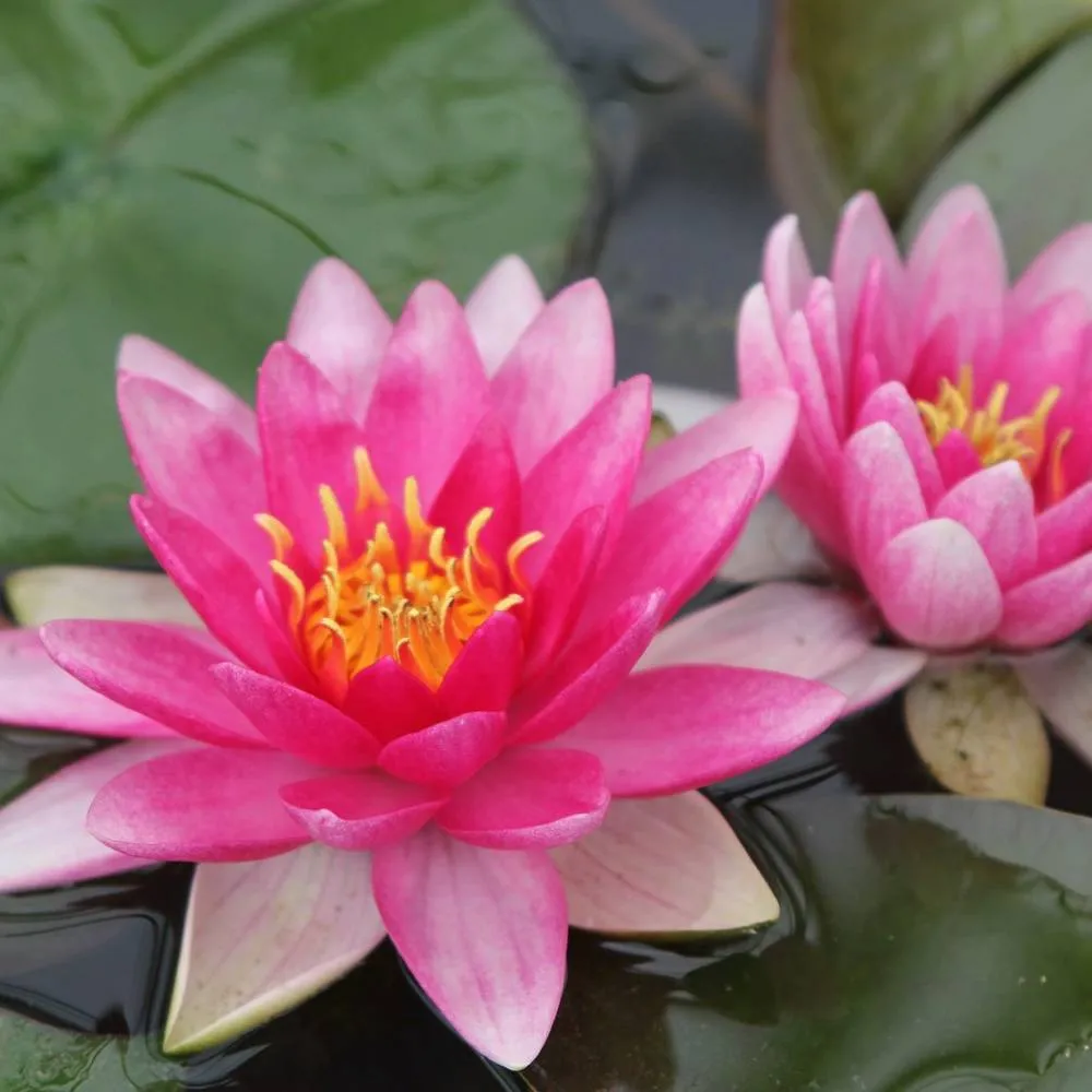 Nymphaea?Charles de Meurville | Charles de Meurville water lily - Image 2