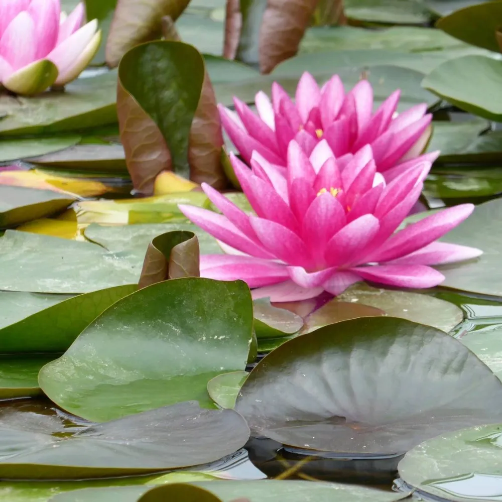 Nymphaea?Charles de Meurville | Charles de Meurville water lily - Image 3