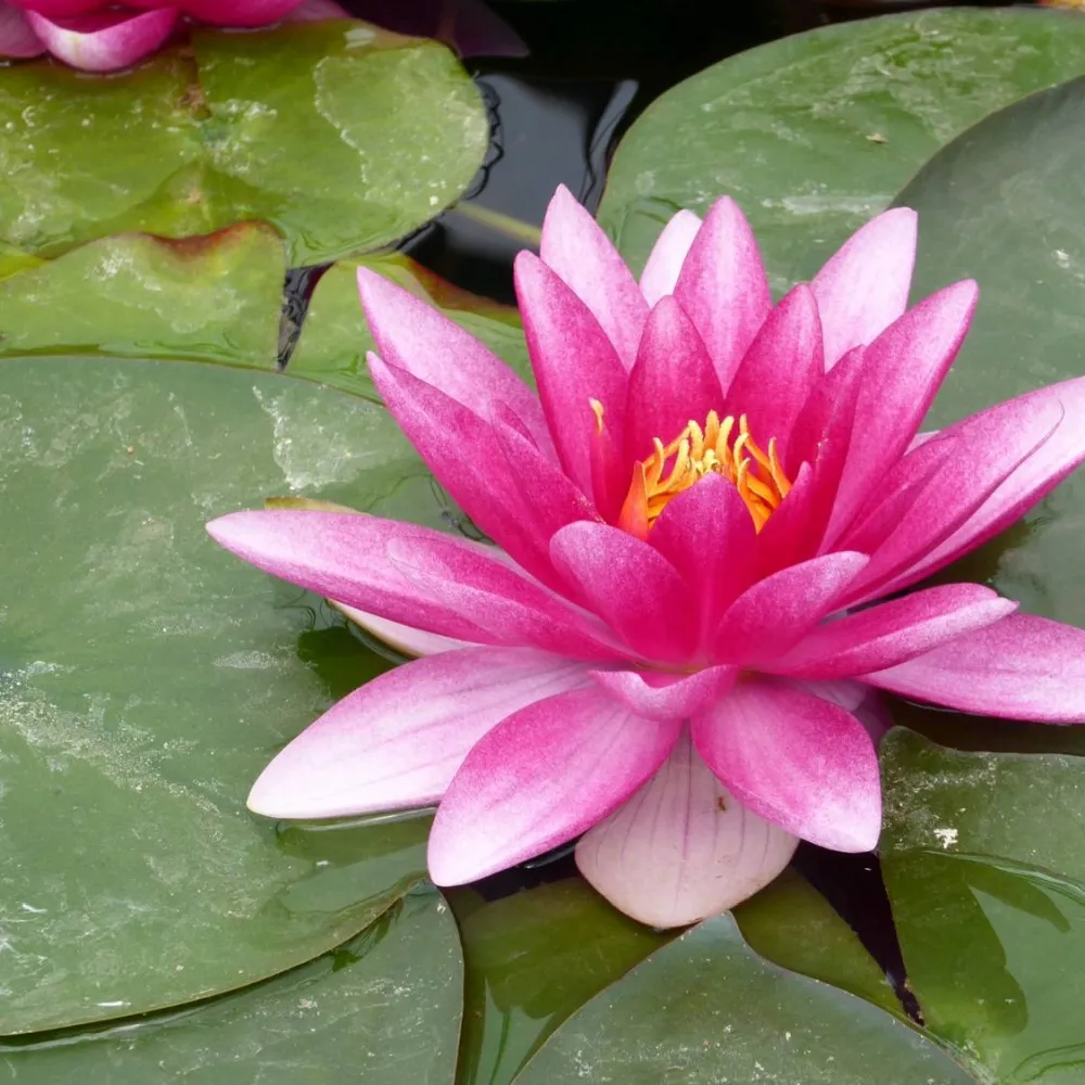 Nymphaea?Charles de Meurville | Charles de Meurville water lily - Image 4