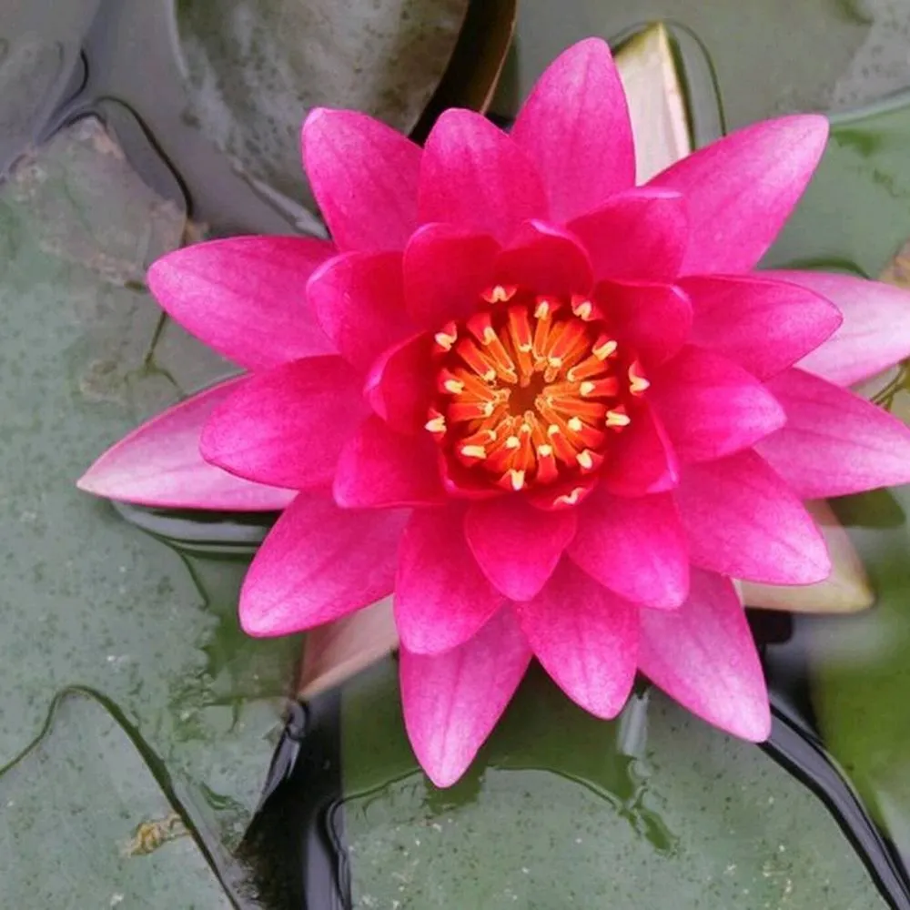 Nymphaea?Charles de Meurville | Charles de Meurville water lily - Image 6