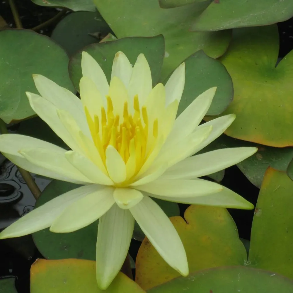 Nymphaea?Colonel A?J Welch | Colonel A?J Welch water lily