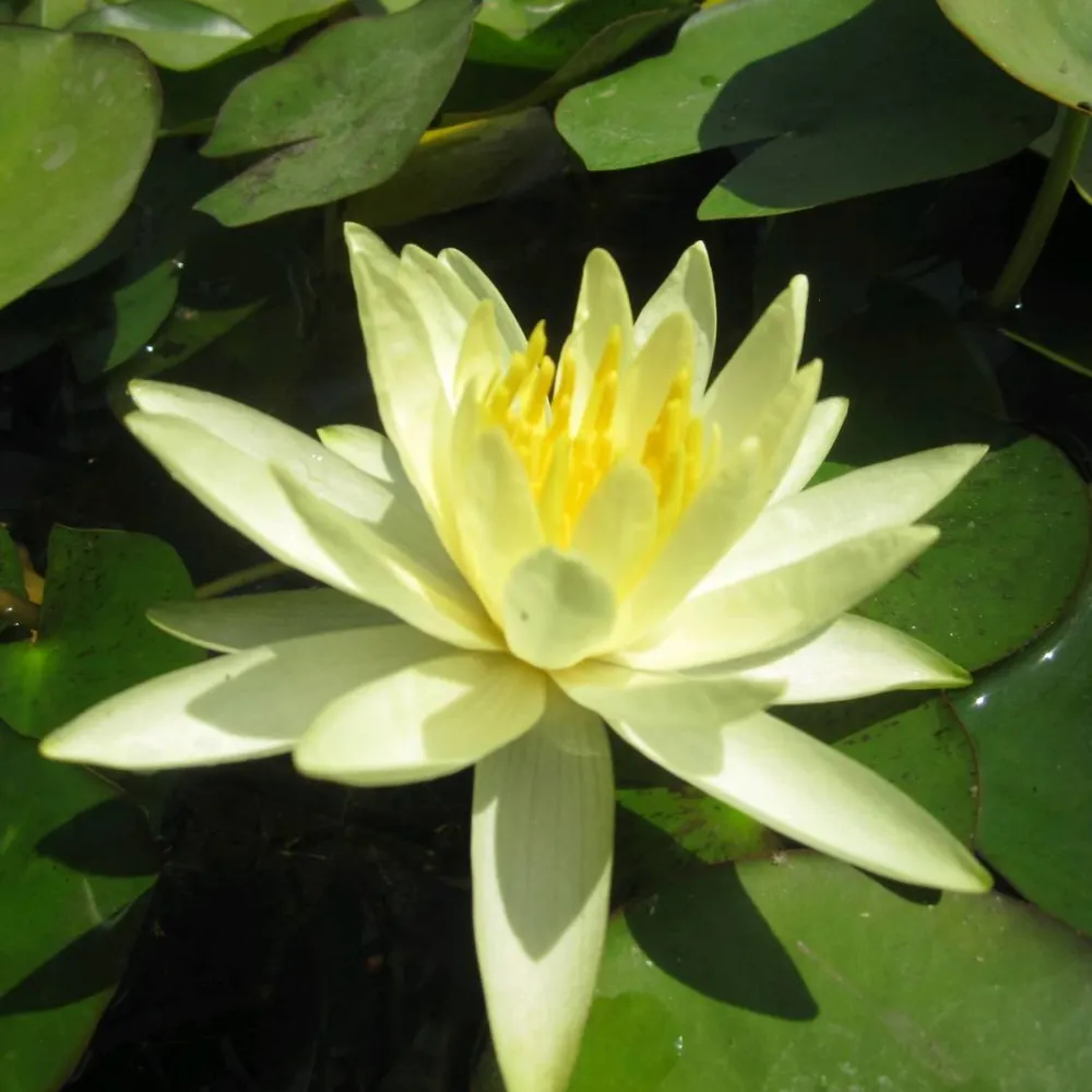 Nymphaea?Colonel A?J Welch | Colonel A?J Welch water lily - Image 2