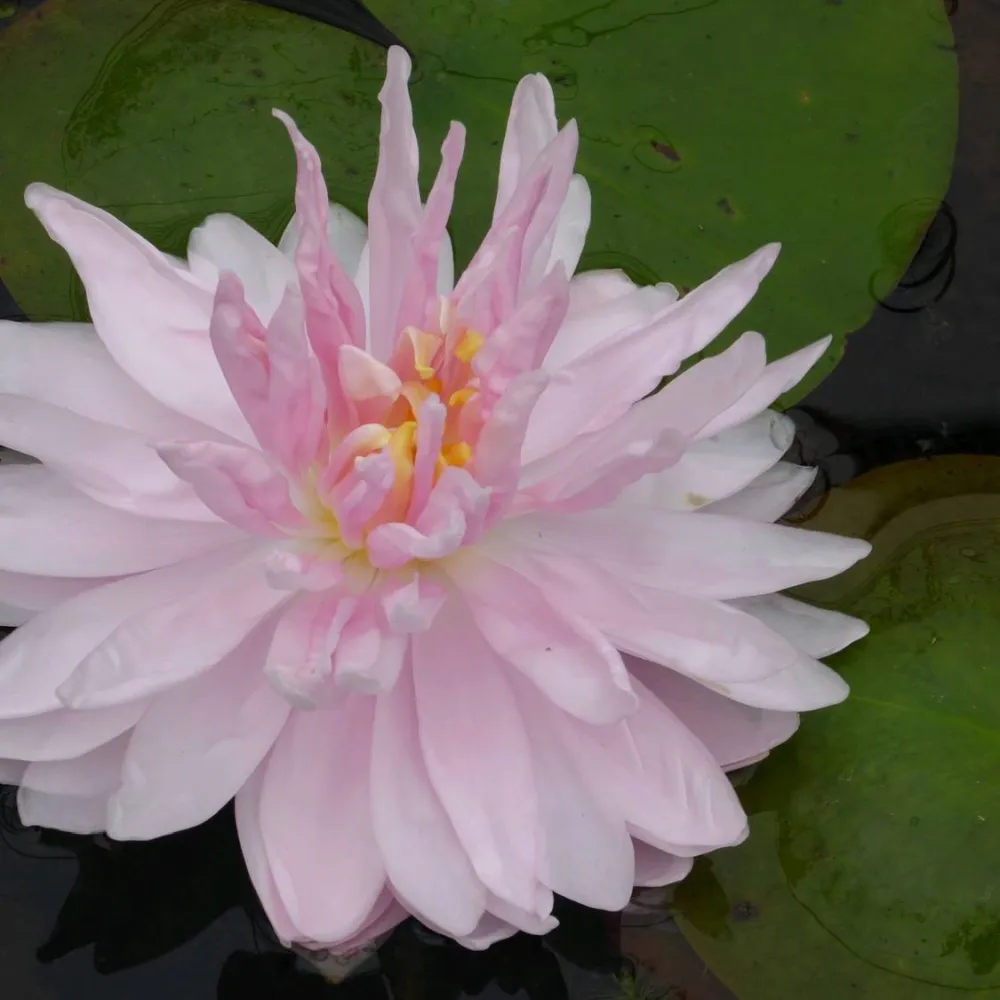 Nymphaea?Gloire du Temple-sur-Lot | Temple-sur-Lot water lily - Image 3