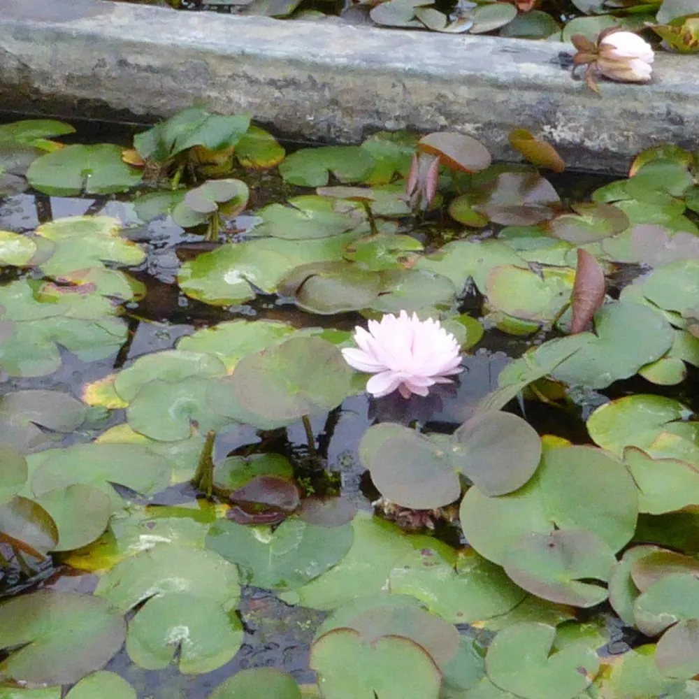 Nymphaea?Gloire du Temple-sur-Lot | Temple-sur-Lot water lily - Image 4