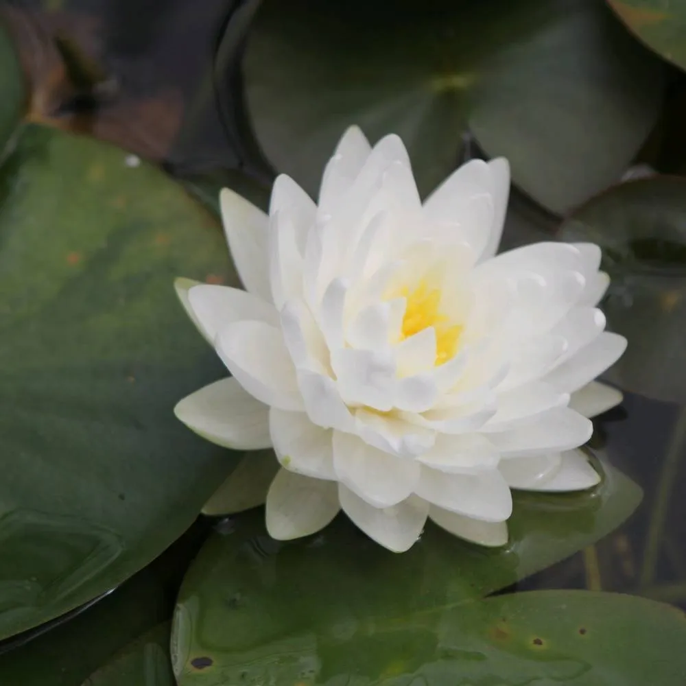 Nymphaea?Gonnère | Snowball water lily