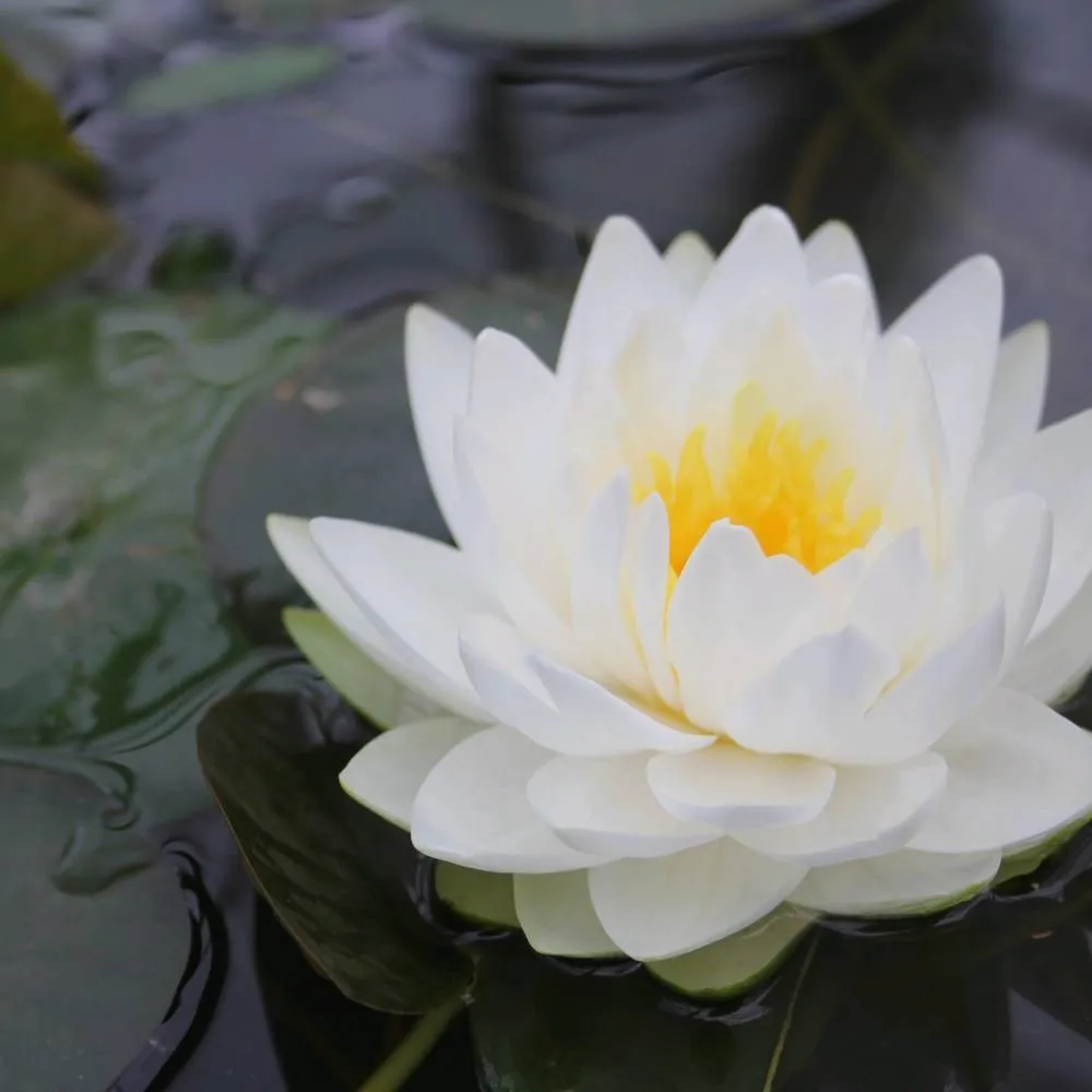 Nymphaea?Gonnère | Snowball water lily - Image 2