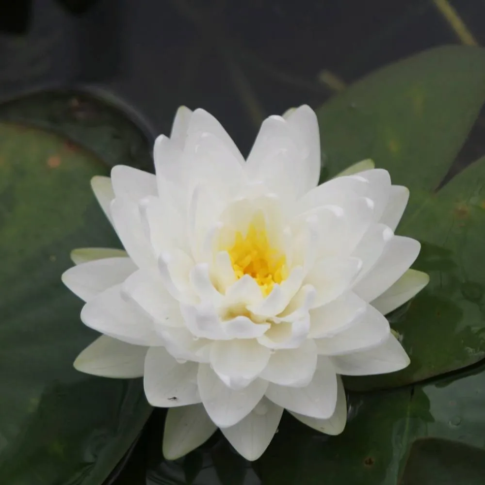 Nymphaea?Gonnère | Snowball water lily - Image 3