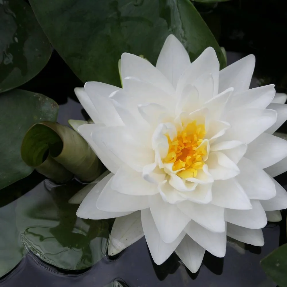 Nymphaea?Gonnère | Snowball water lily - Image 4