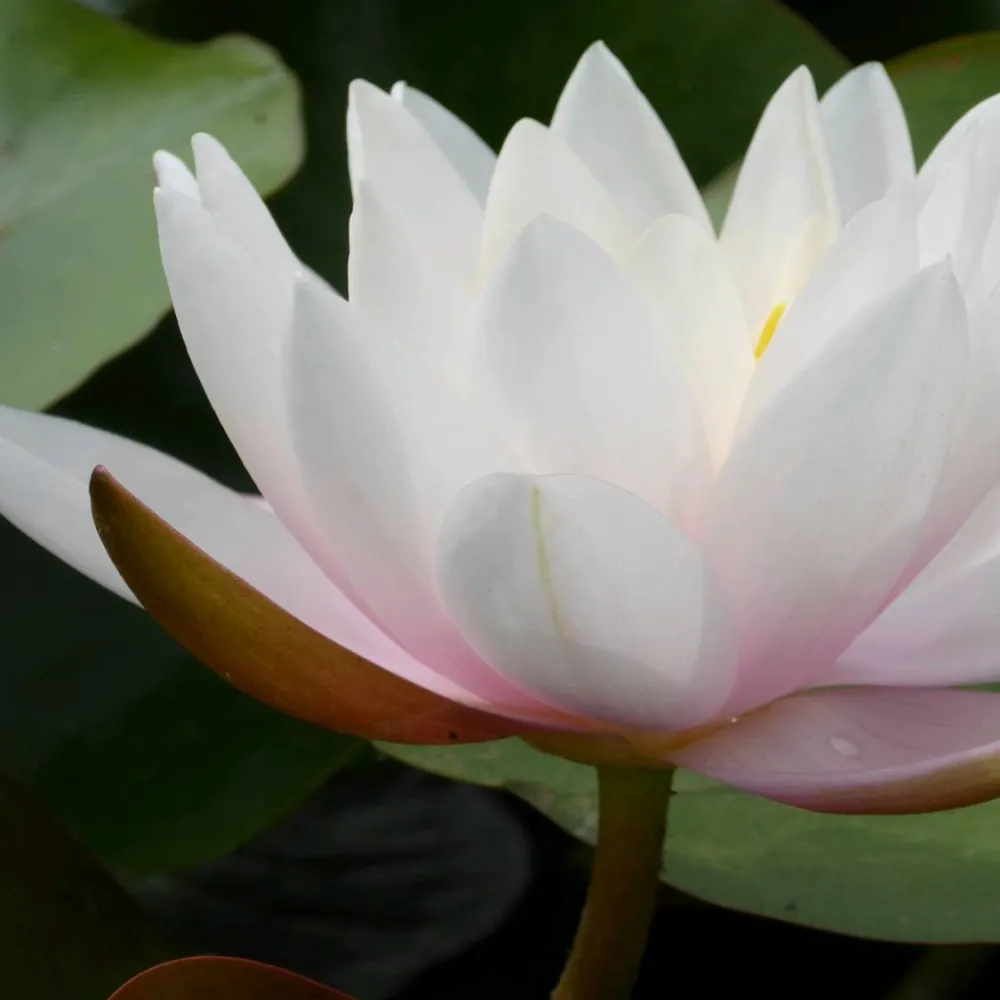 Nymphaea?Marliacea?Carnea | Marliacea?Carnea water lily - Image 7