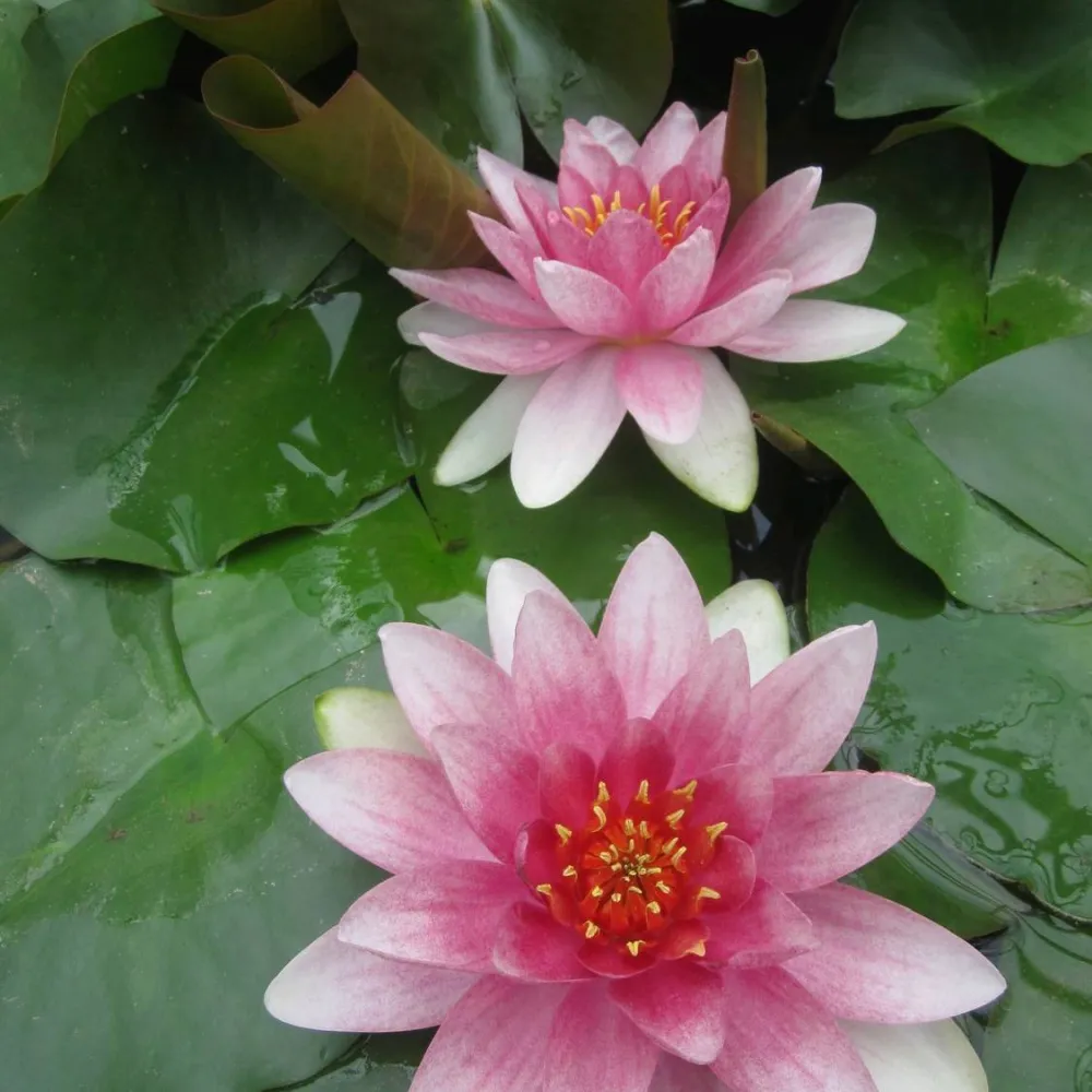Nymphaea?Mrs Richmond | Mrs Richmond water lily